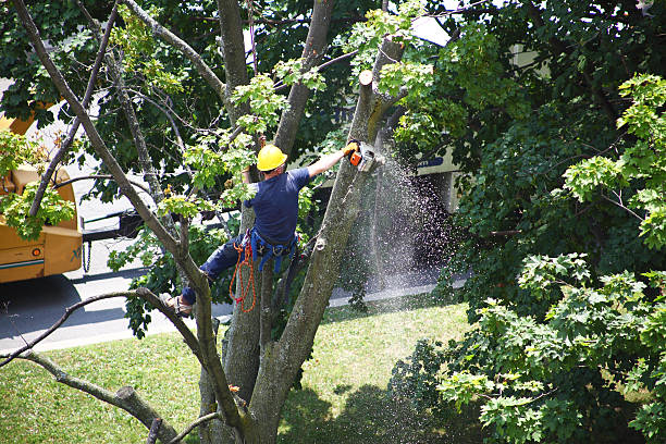 Best Hedge Trimming  in Ller, WA