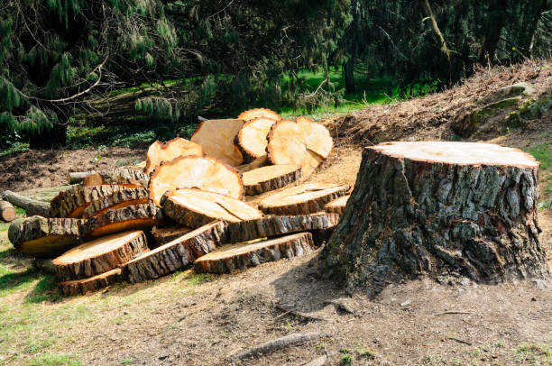 Best Tree Cabling and Bracing  in Ller, WA